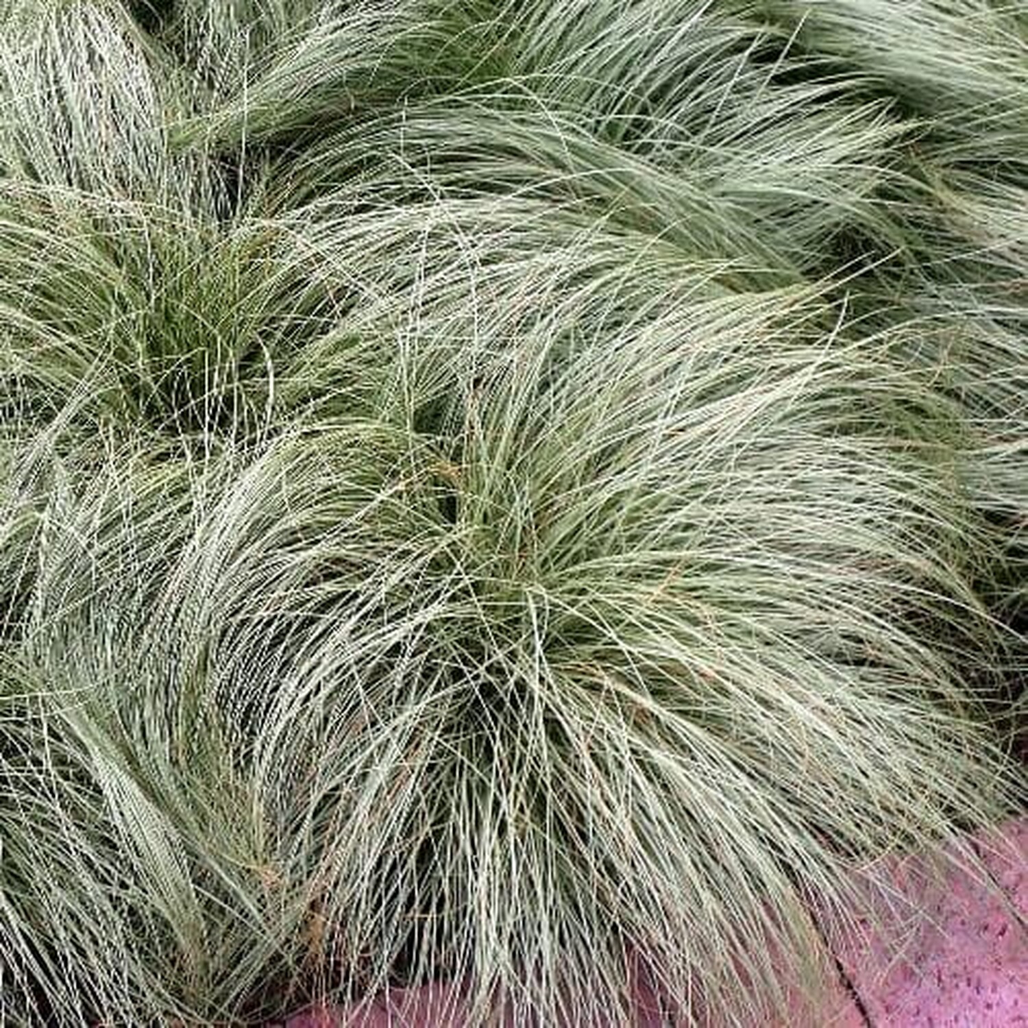 Carex Amazon Mist Plant Image 2