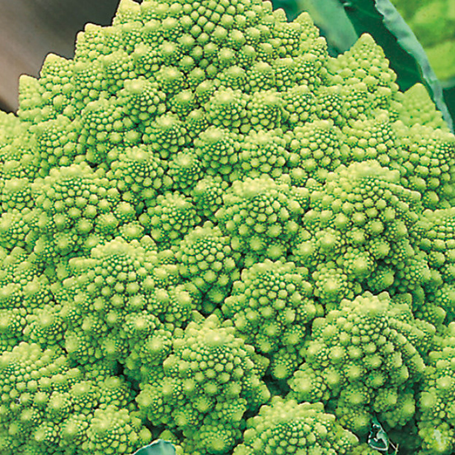 Johnsons Romanesco Precoce Cauliflower Seeds Image 1