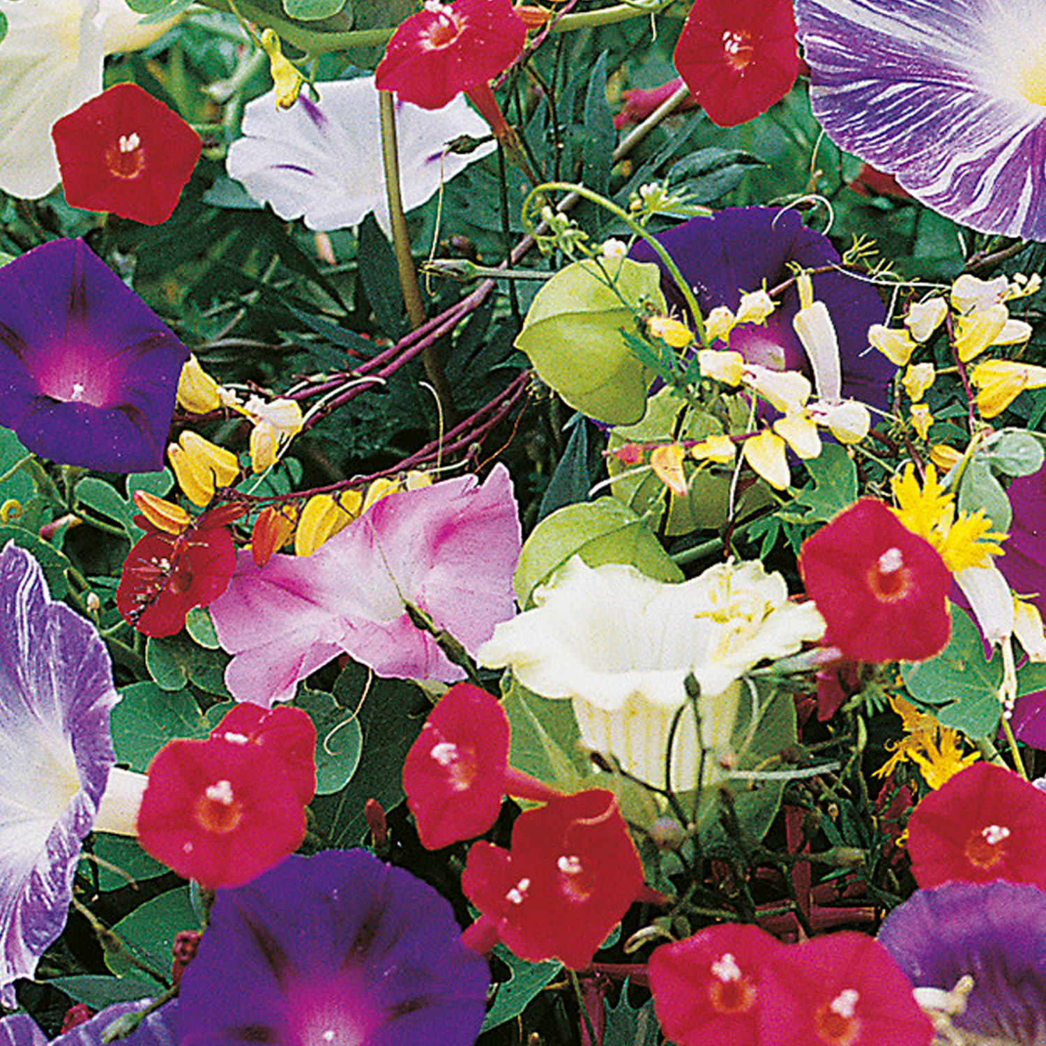 Johnsons Annuals Mixed Climbing Flower Seeds Image 1