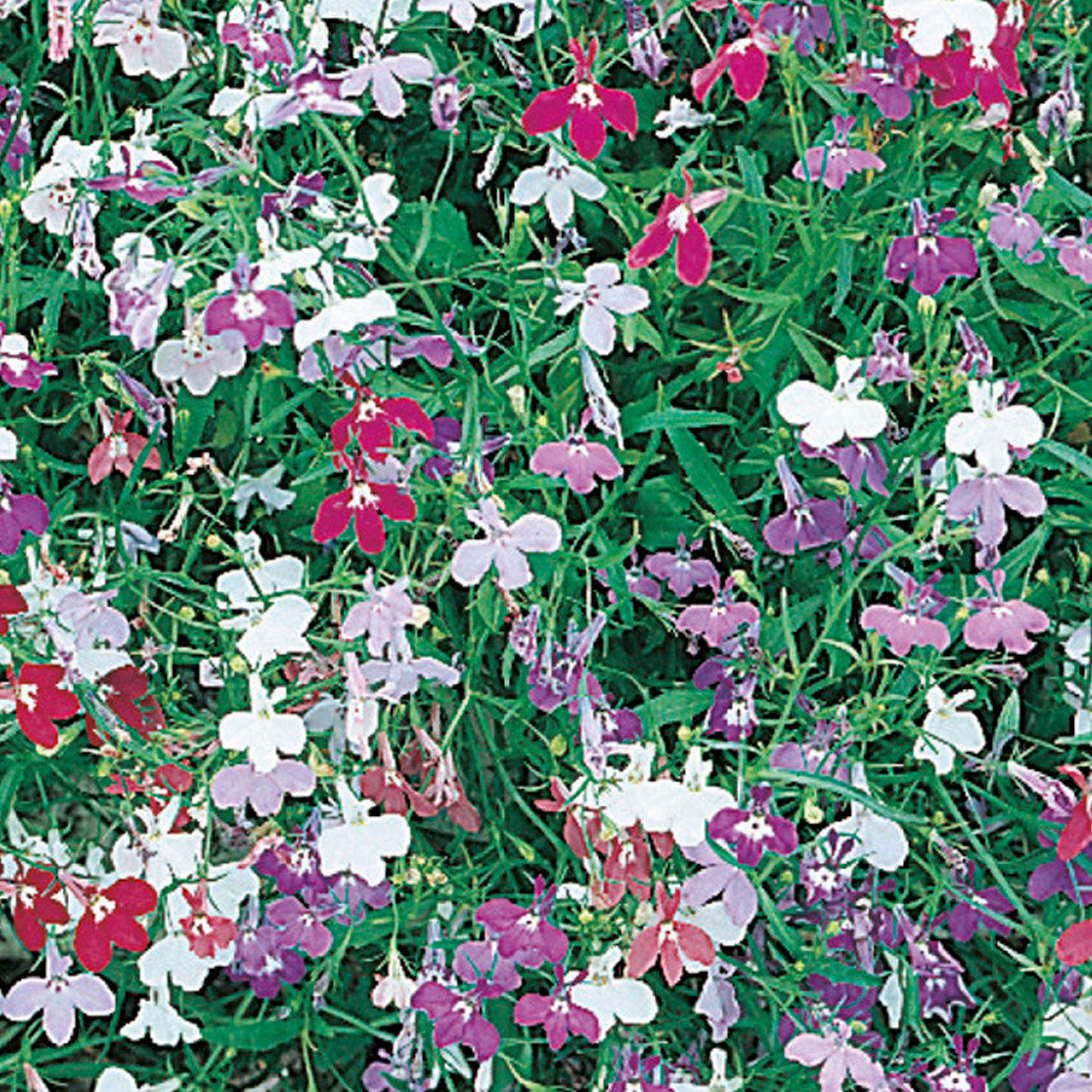 Johnsons Trailing Lobelia Colour Cascade Mixed Flower Seeds Image 1