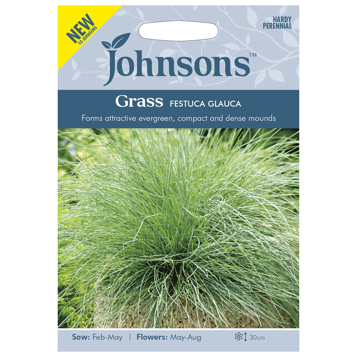Johnsons Grass Festuca Glauca Image 1