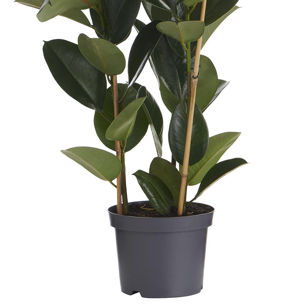 Wilko Ficus Robusta 3 Stem Plant 85-100cm Image 5