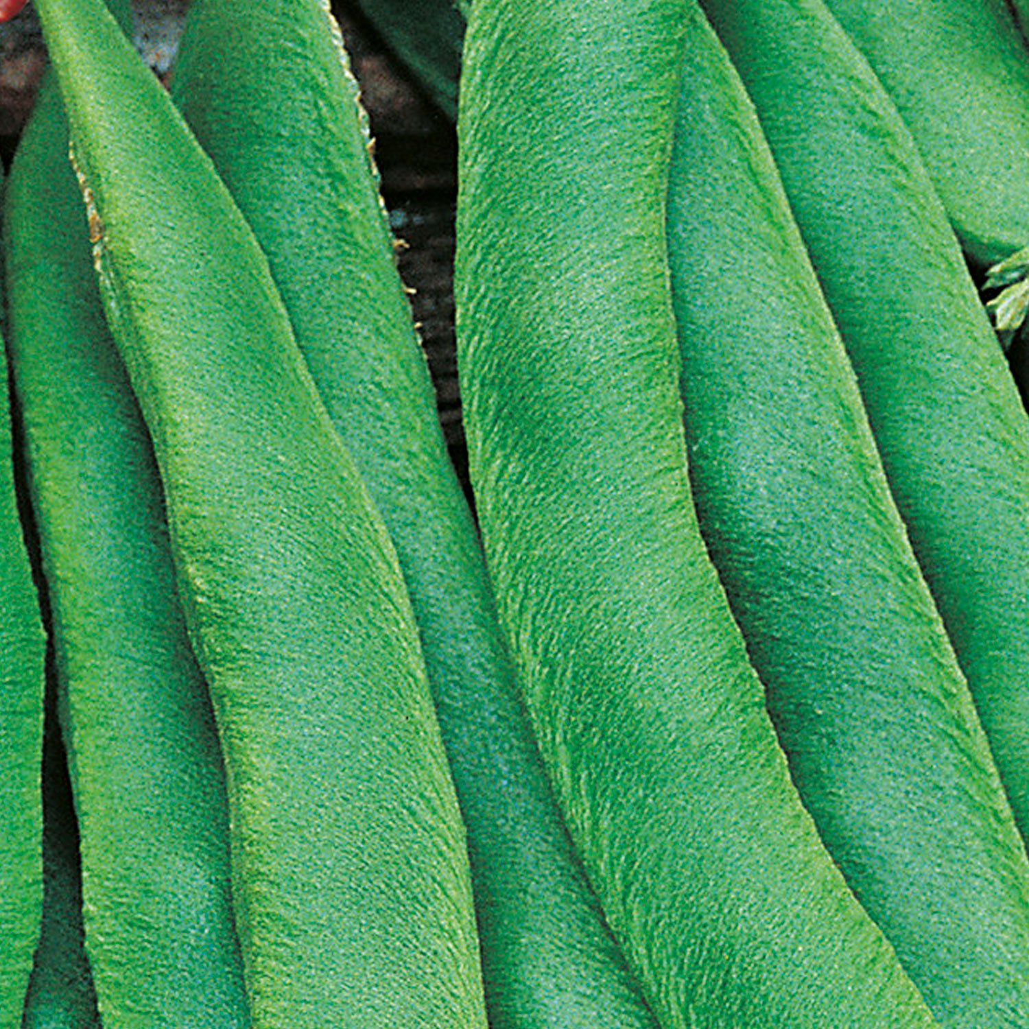 Johnsons Painted Lady Runner Bean Seeds Image 1