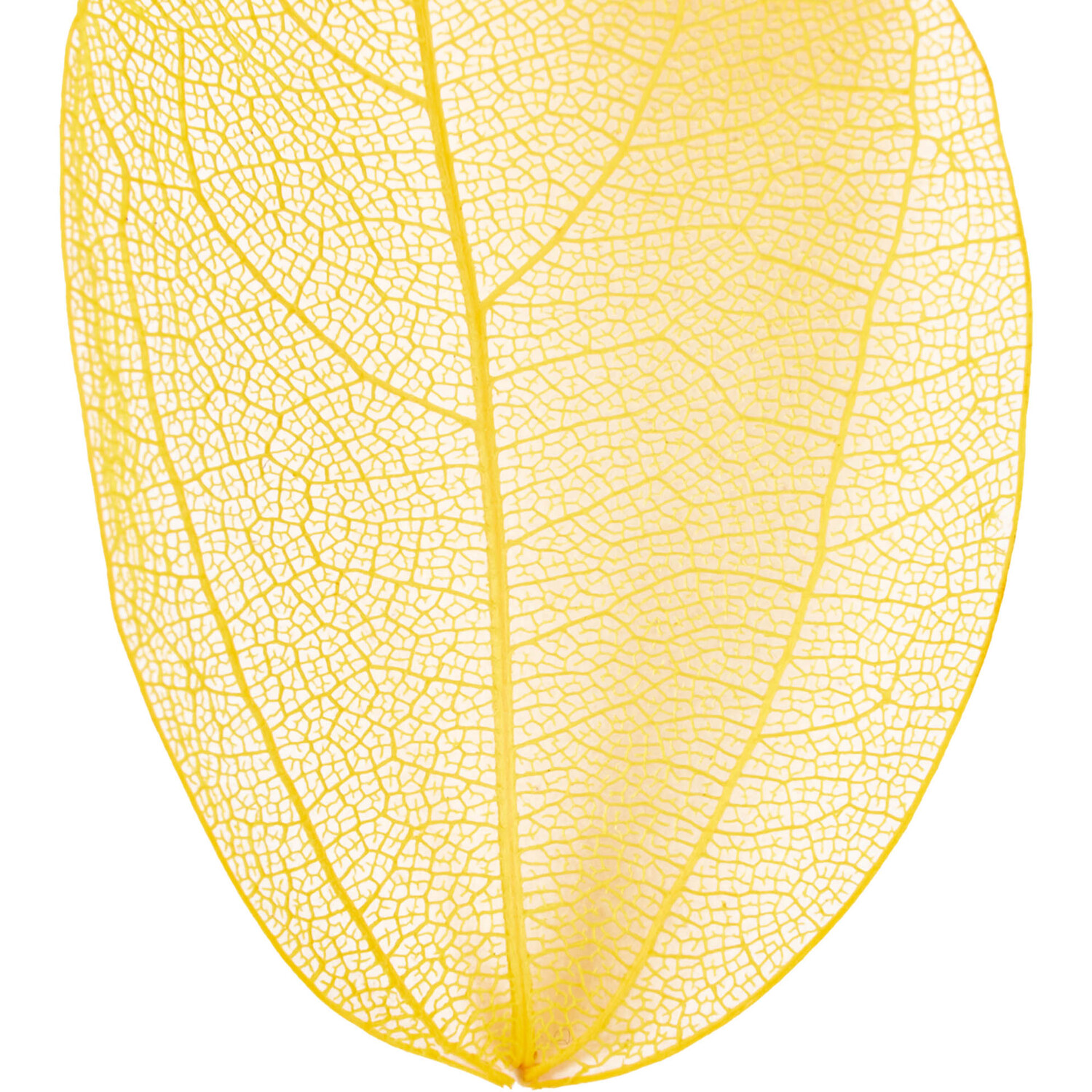 Pack of 40 Autumn Skeleton Leaves Image 6