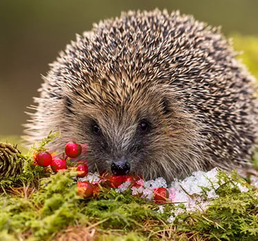 how you can help wildlife