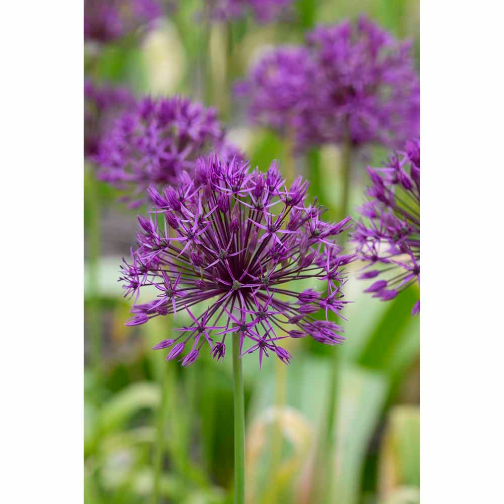 Wilko Bulbs Allium Purple Rain 3pk Image 2