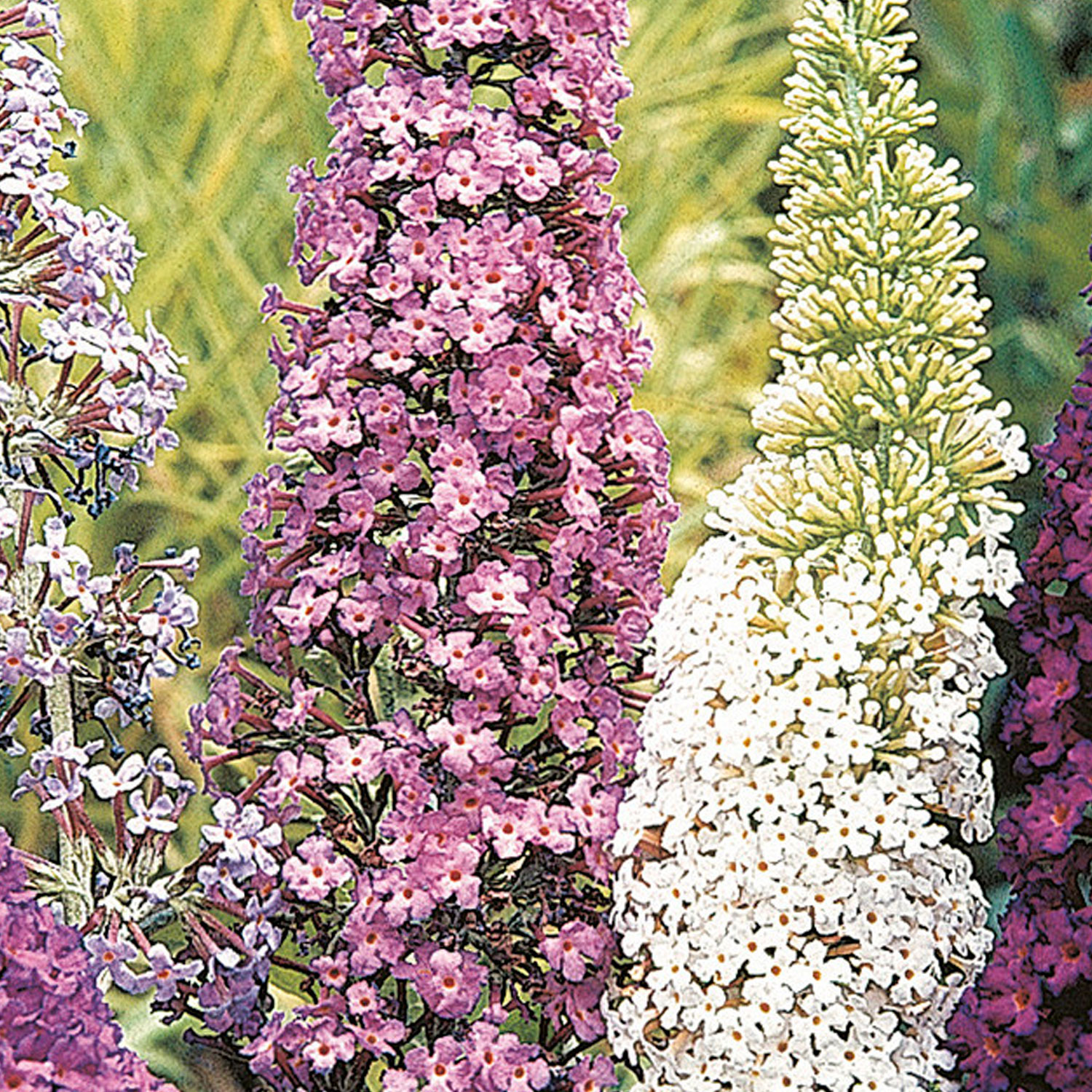 Johnsons Buddleja Mixed Flower Seeds Image 1