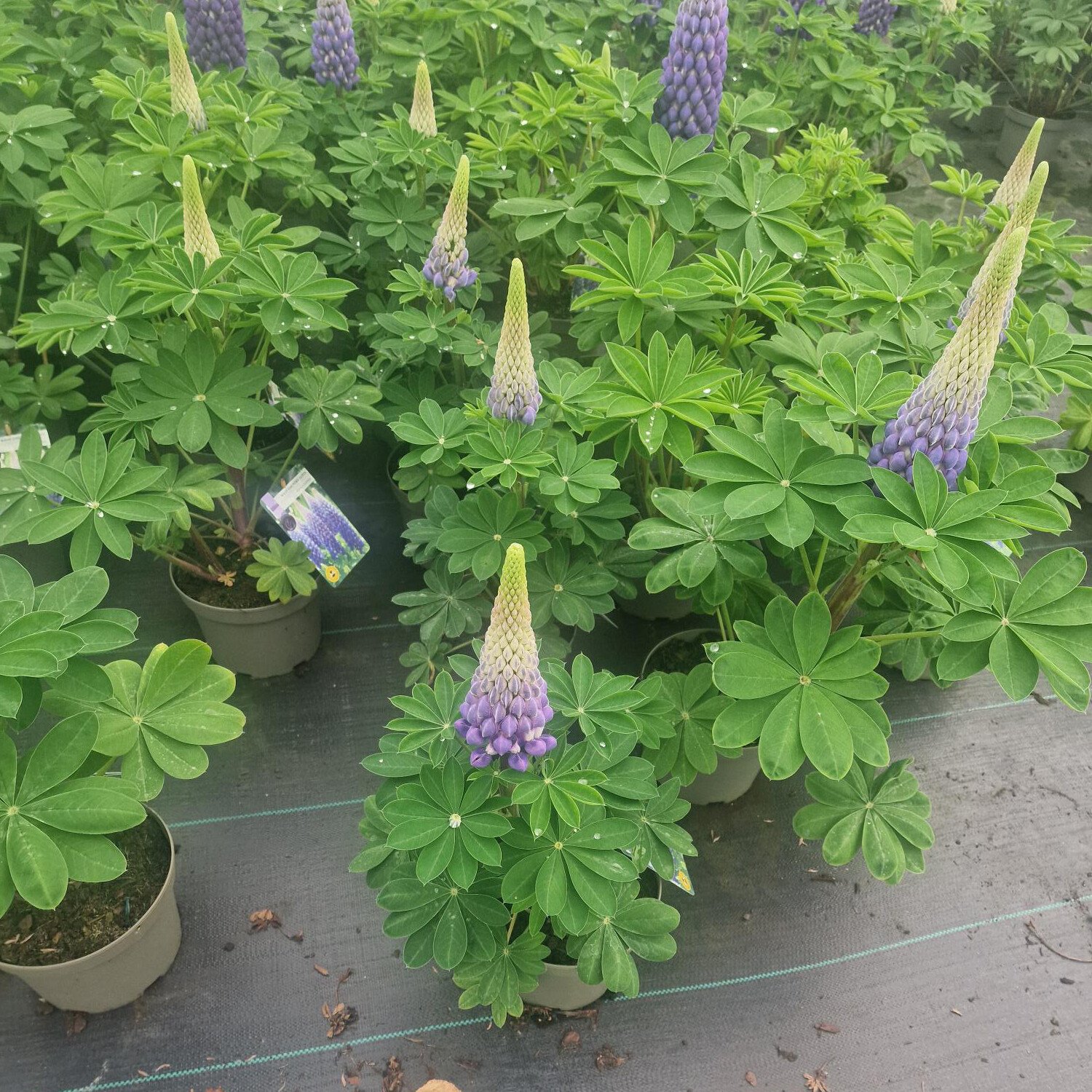 West Country Mixed Lupin Multicolour Image 2