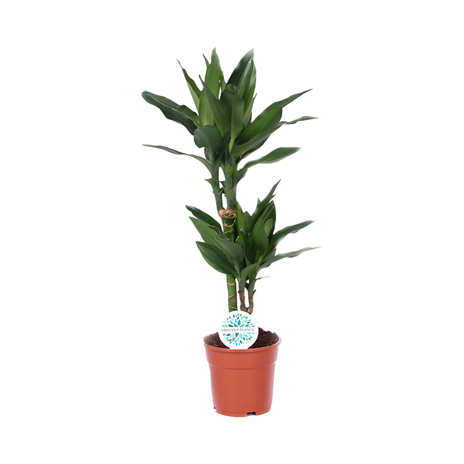 Dracaena Janet Houseplant Image