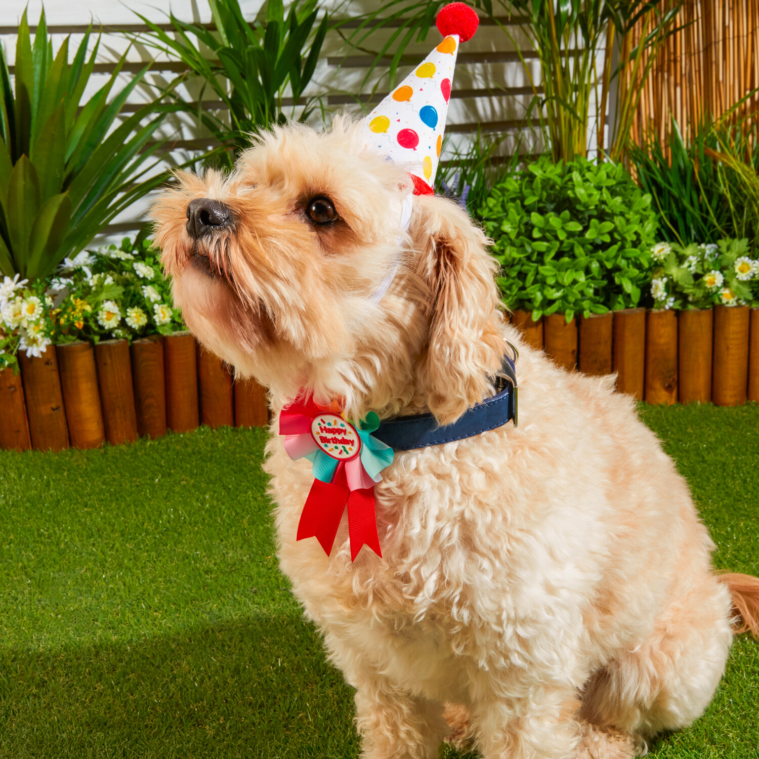 Pet Birthday Rosette Image 3