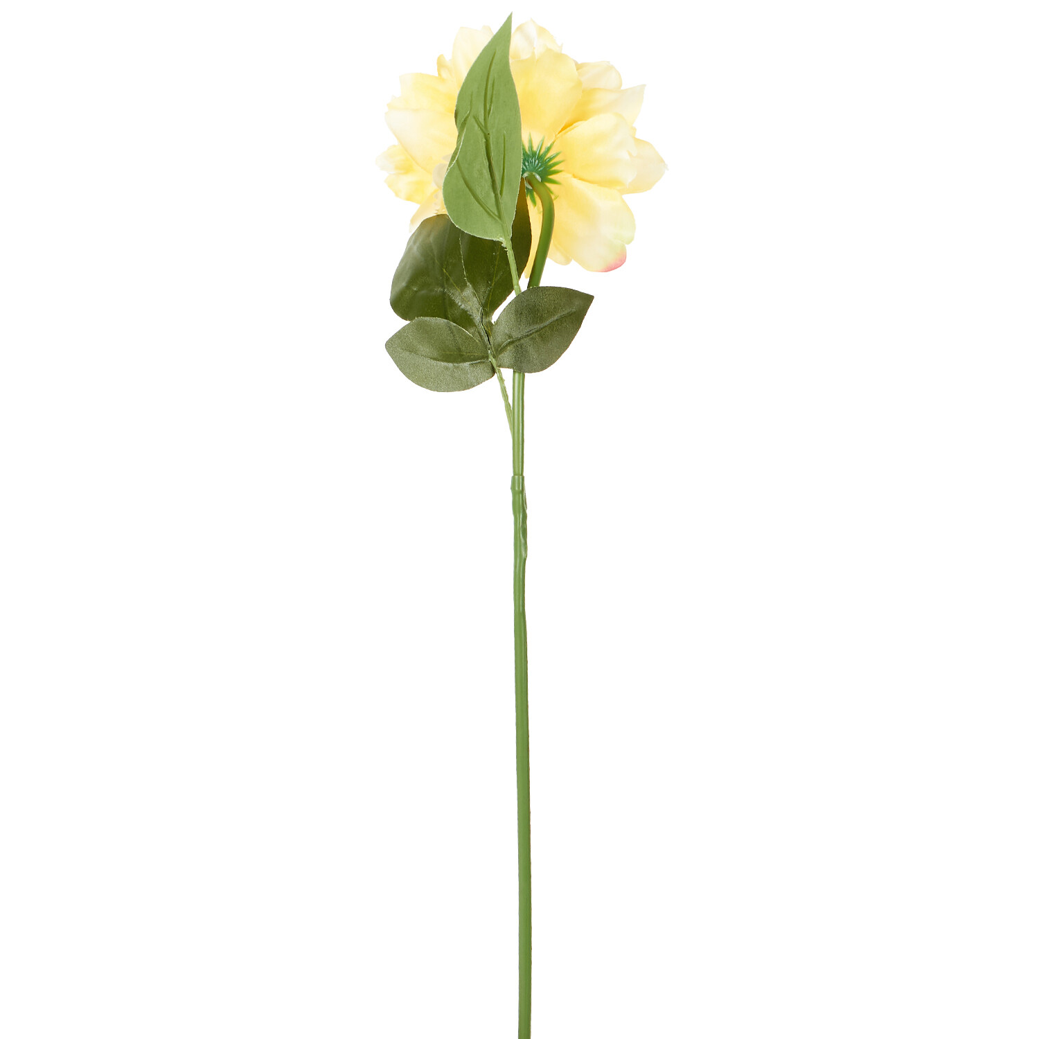 Assorted Pom Stem  - Yellow or Cream Image 3