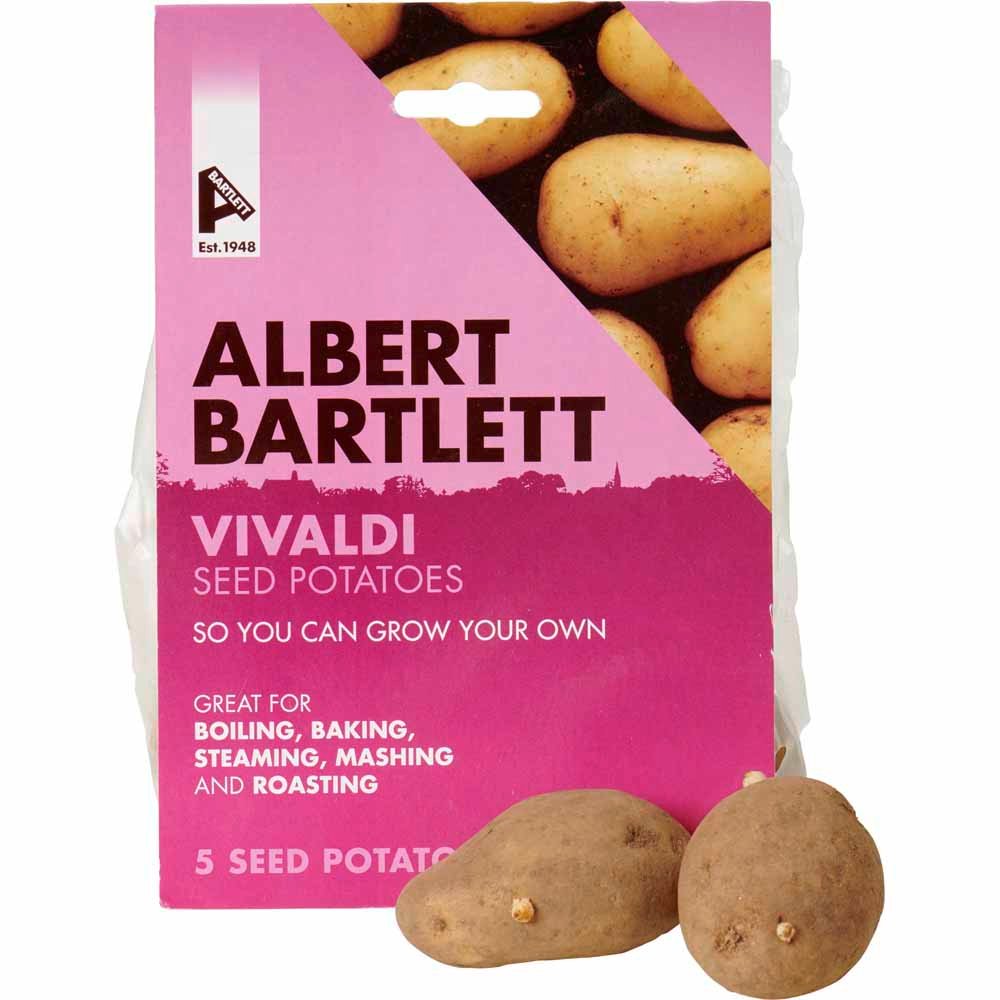 Albert Bartlett Seed Potato Vivaldi 5 Pack Image 3