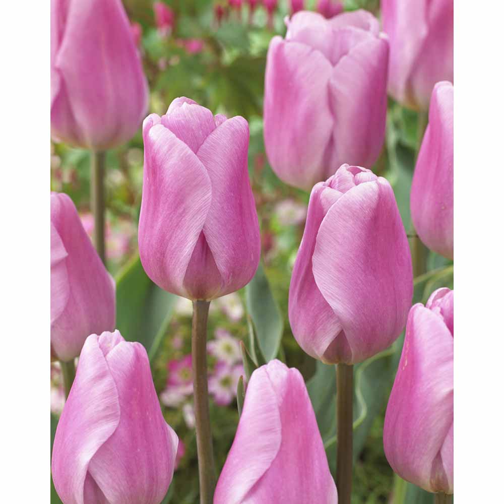 Wilko Tulip Synaeda Amor Autumn Planting Bulbs 10 pack Wilko