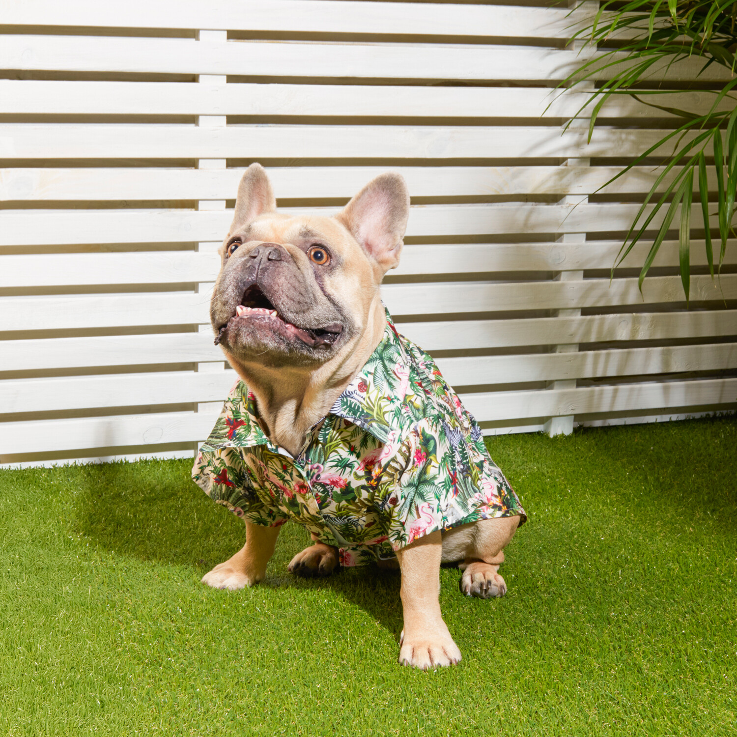 Eden Pet Shirt - Multicolour / 25cm Image 4