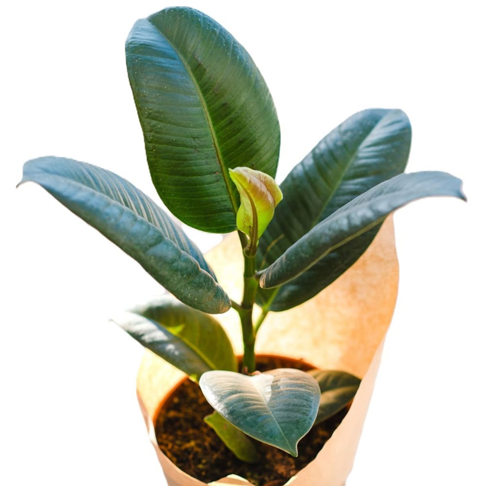 BloomingBritish Ficus Robust Rubber Plant Image 2
