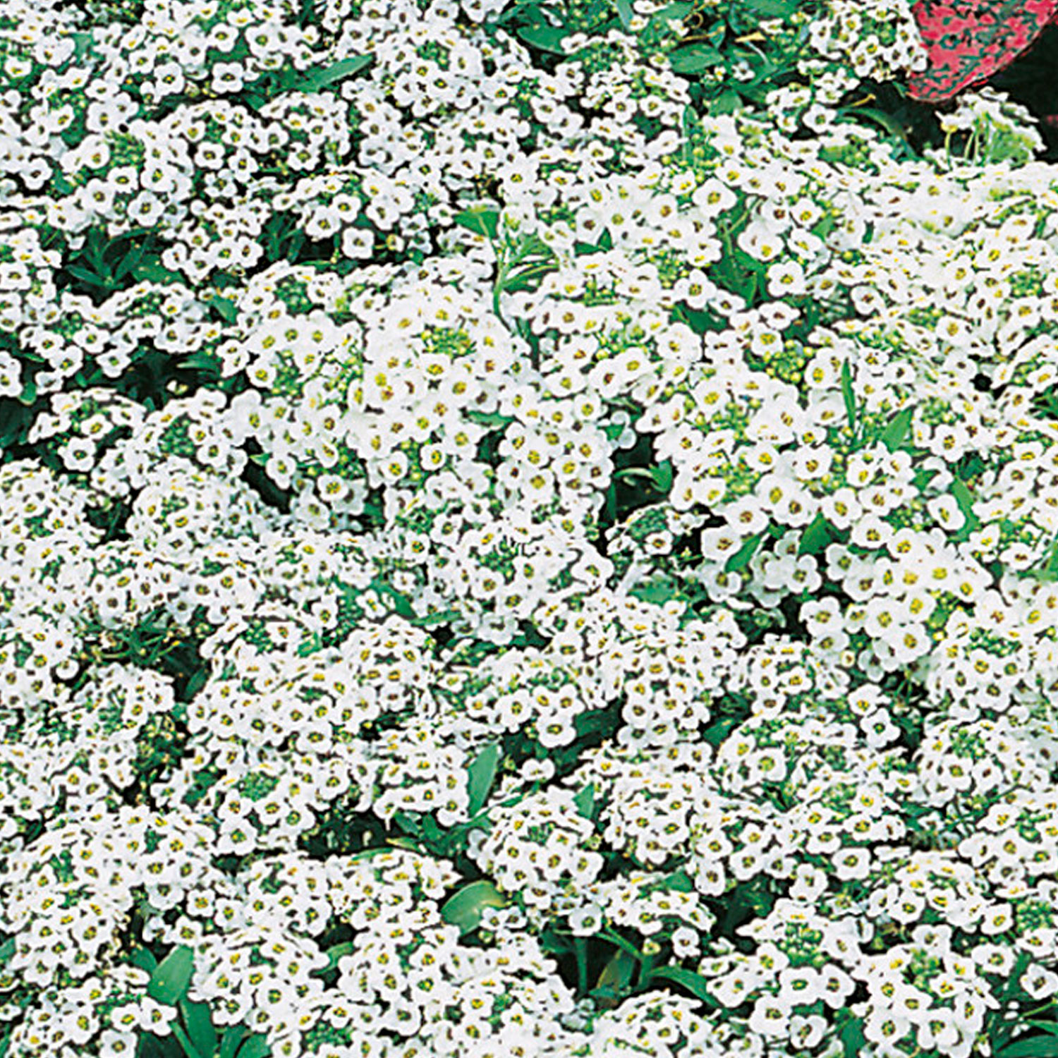 Johnsons Alyssum Carpet of Snow White Flower Seeds Image 1