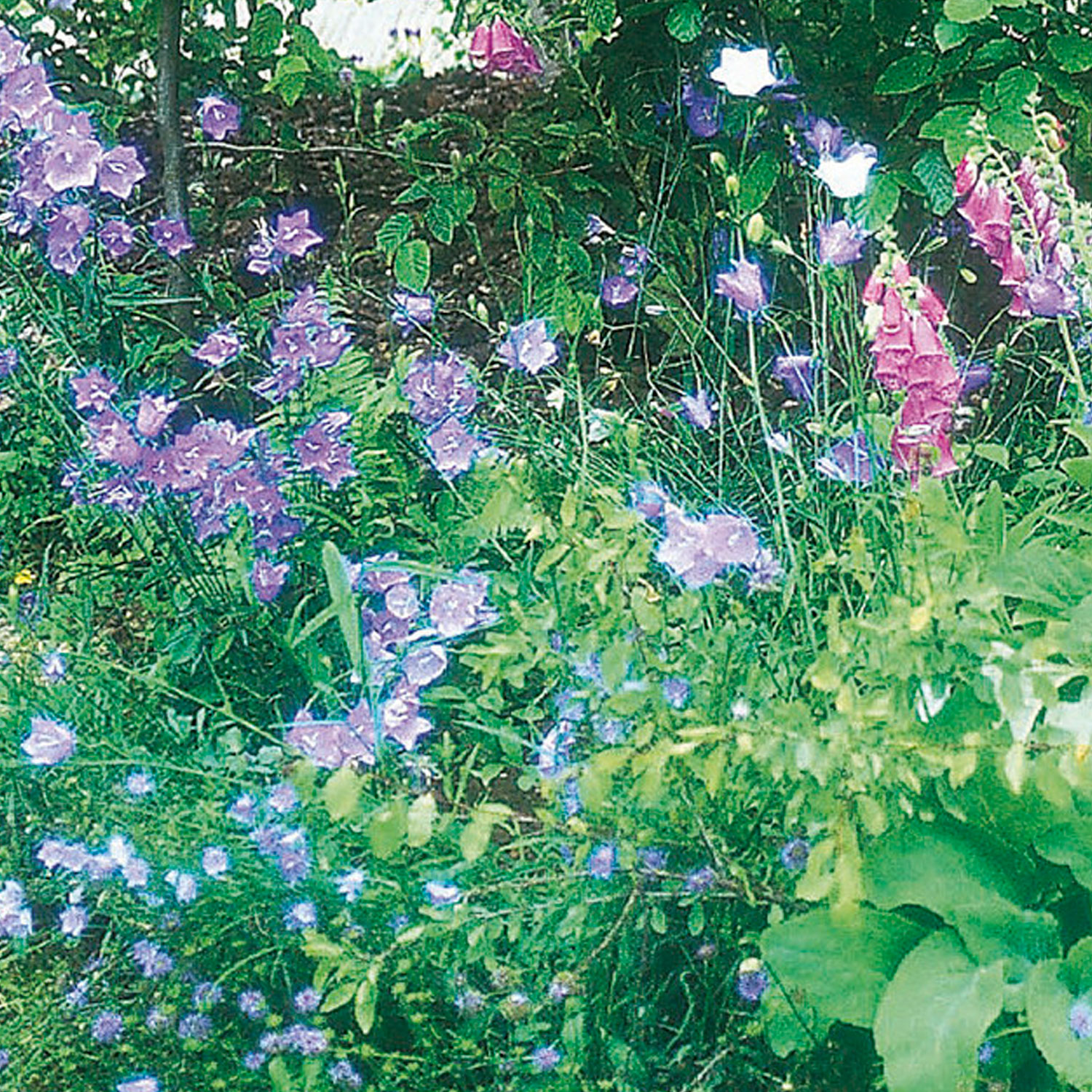 Johnsons Woodland Mixture Wildflower Seeds Image 1