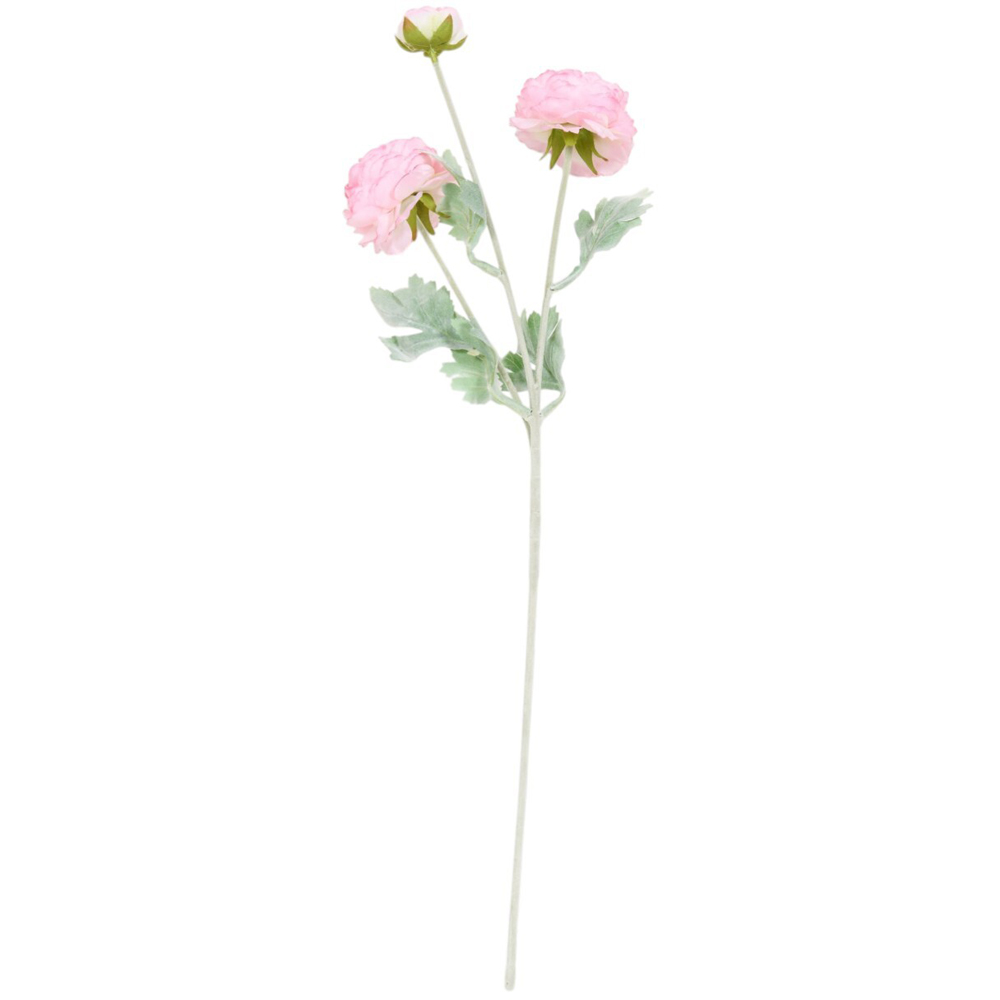 Ranuncula Stem Image 7