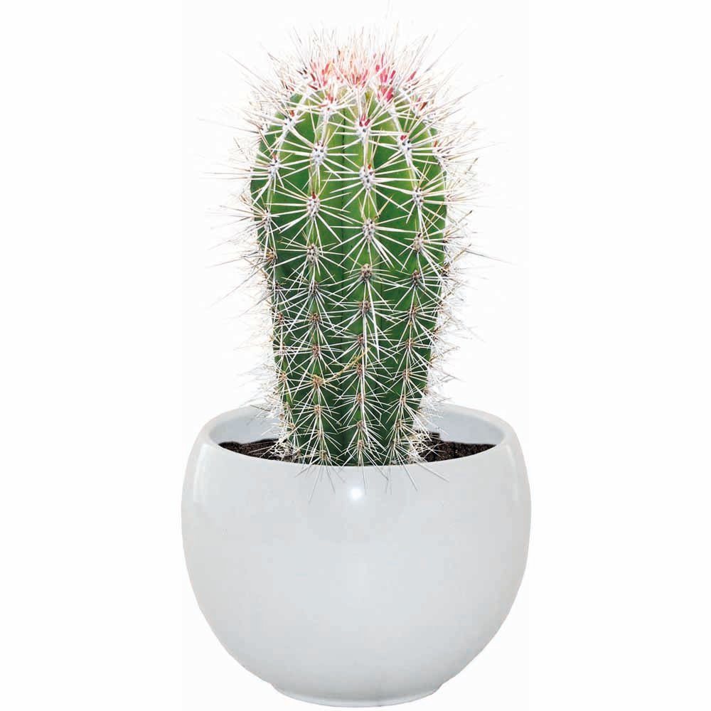 Wilko Mixed Case Cactus Grow Sets Image 9