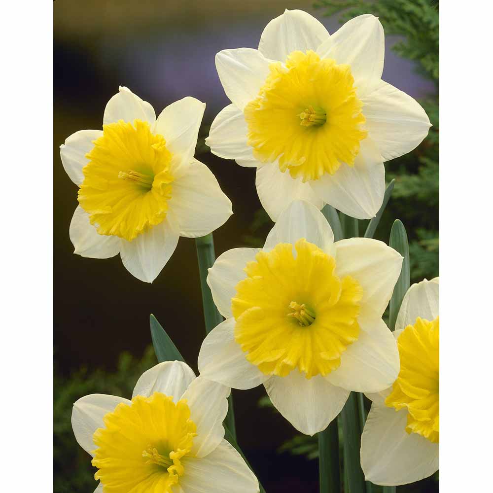 Wilko Daffodils Ice Follies Autumn Planting Bulbs 10 pack Image