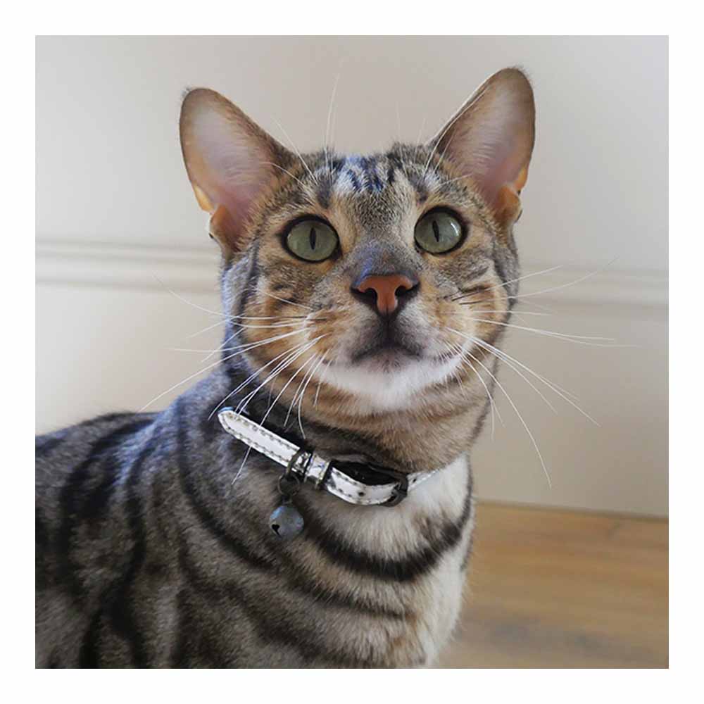 Rosewood Designer Silver Cat Collar Image 2