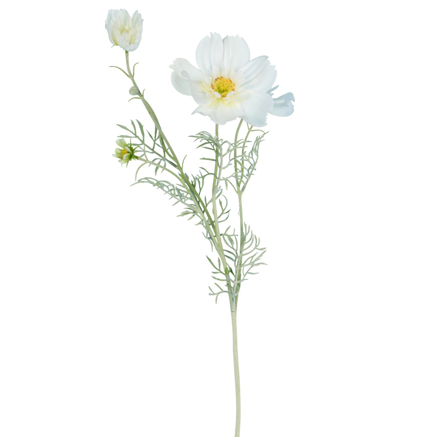 Large Cosmos Bloom Image 3