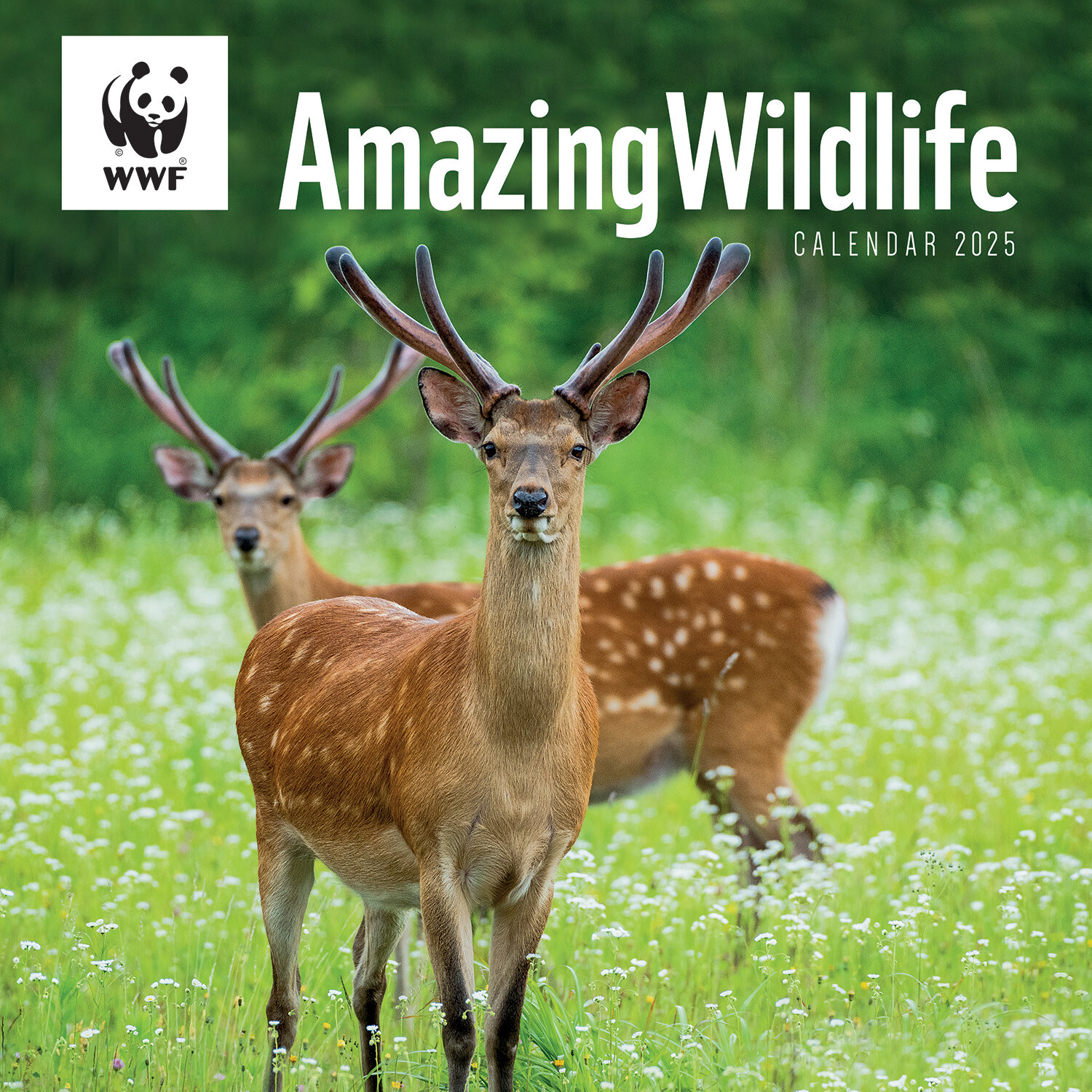 2025 WWF Amazing Wildlife Wall Calendar Image