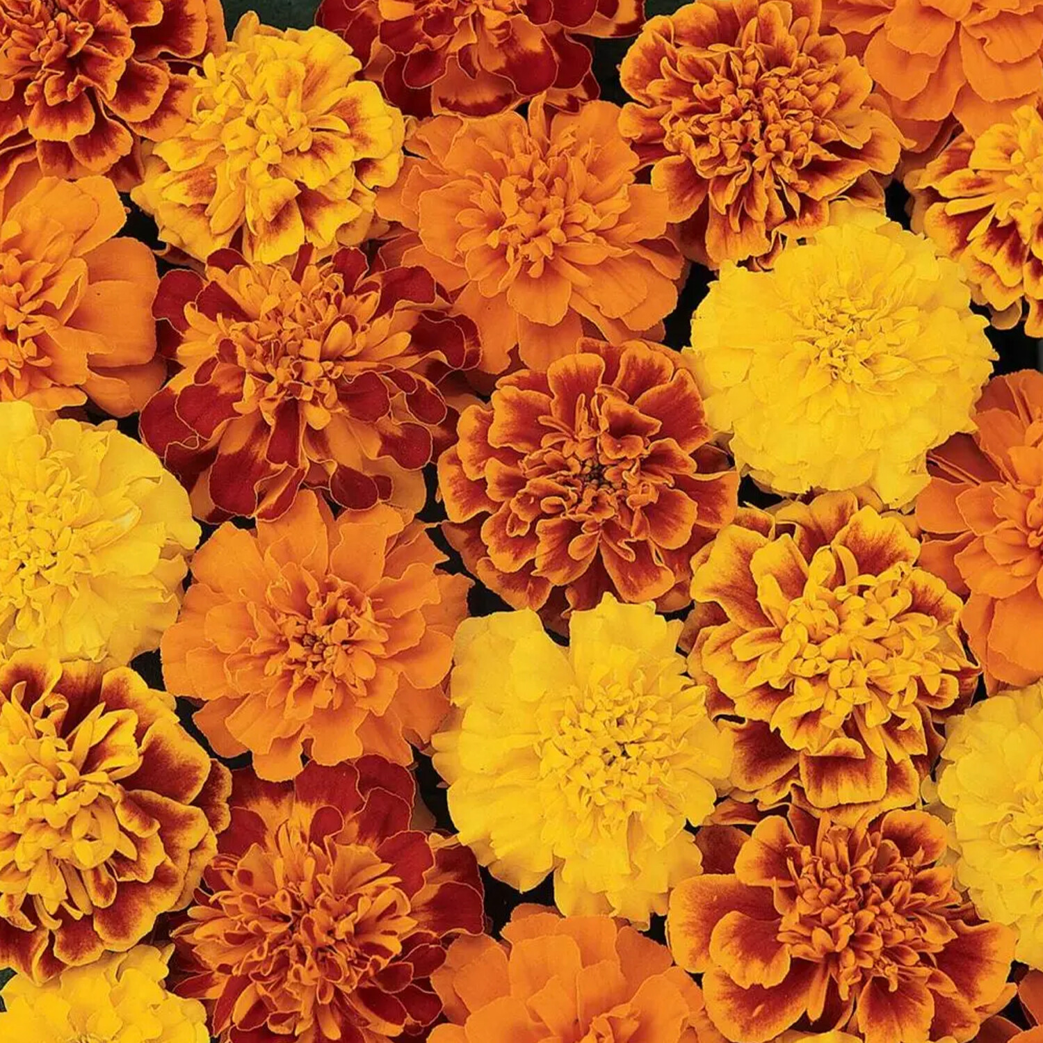 Tagetes Patula King Mix - Orange and Yellow Image