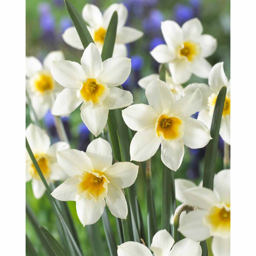 Wilko Bulbs Daffodils Collect Box 50pk Image 3