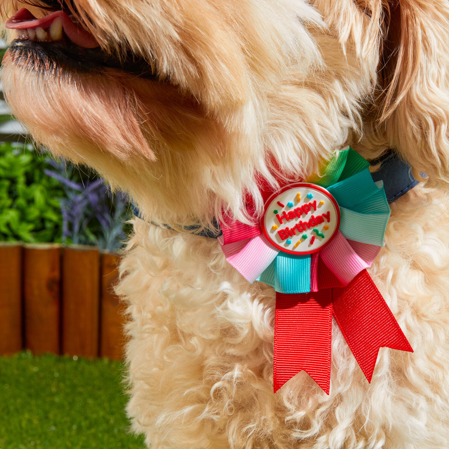 Pet Birthday Rosette Image 2