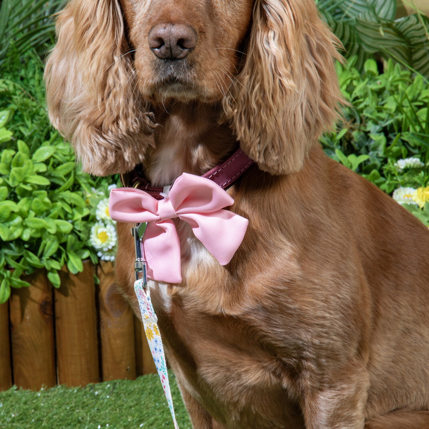 Pack of 3 Wildflower Dog Bows Multicolour Image 9
