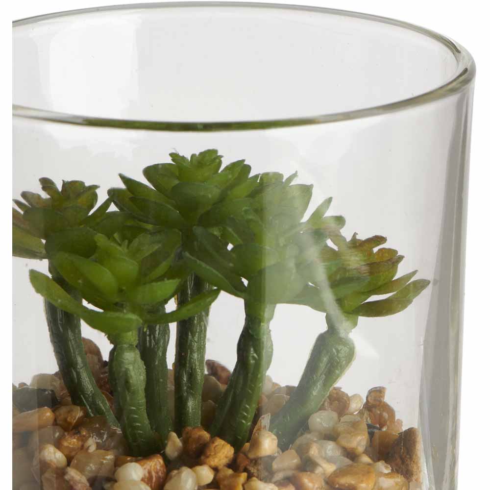 Wilko Mini Succulent in Glass Image 6