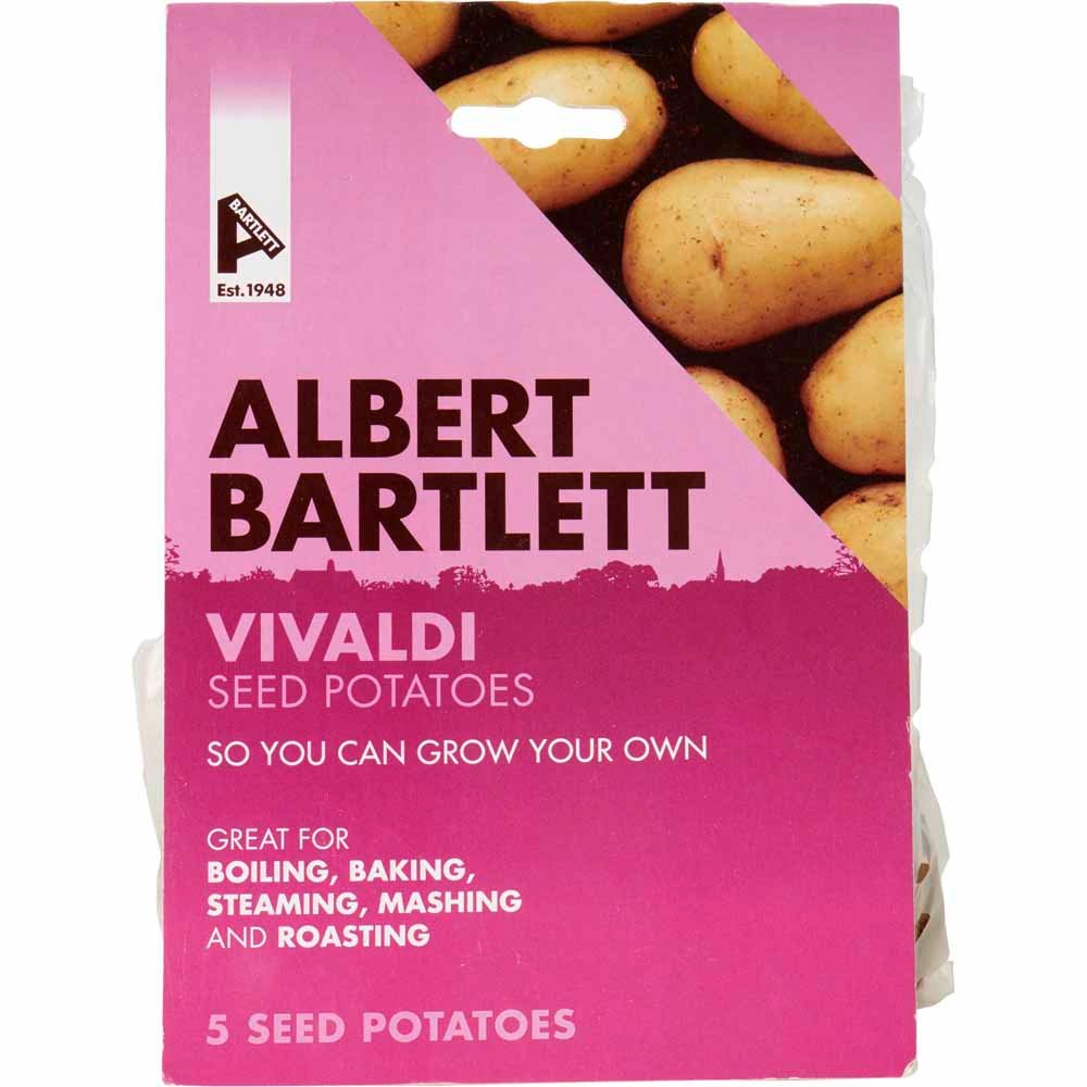 Albert Bartlett Seed Potato Vivaldi 5 Pack Image 2