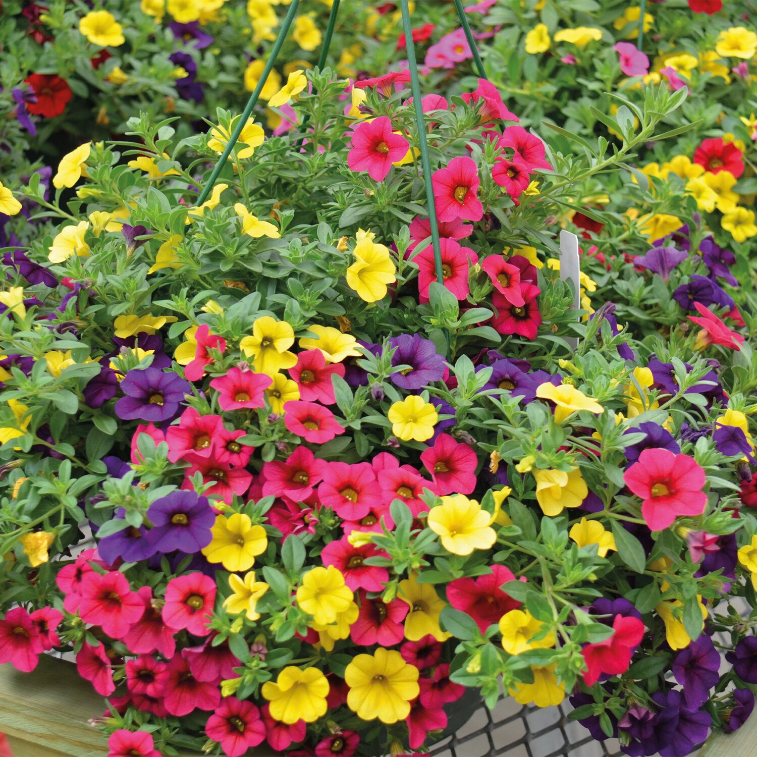 Calibrachoa Mix - Multicolour Image