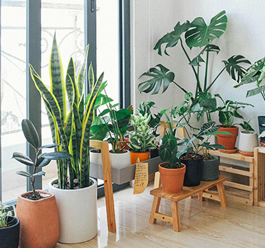 best indoor plants