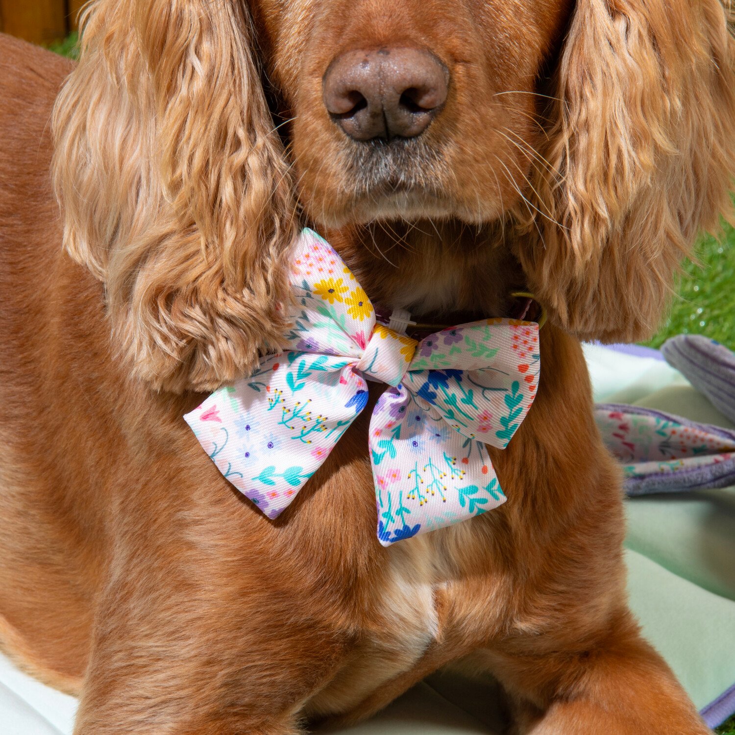 Pack of 3 Wildflower Dog Bows Multicolour Image 10