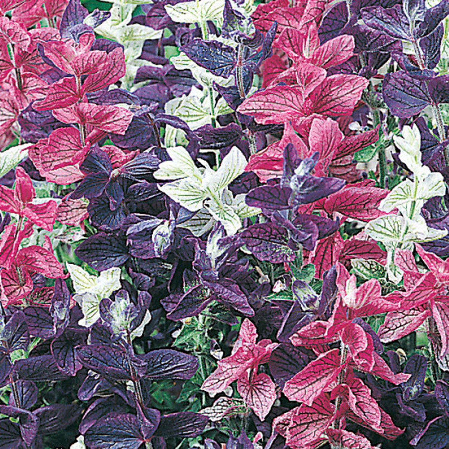 Johnsons Clary Bouquet Mixed Flower Seeds Image 1