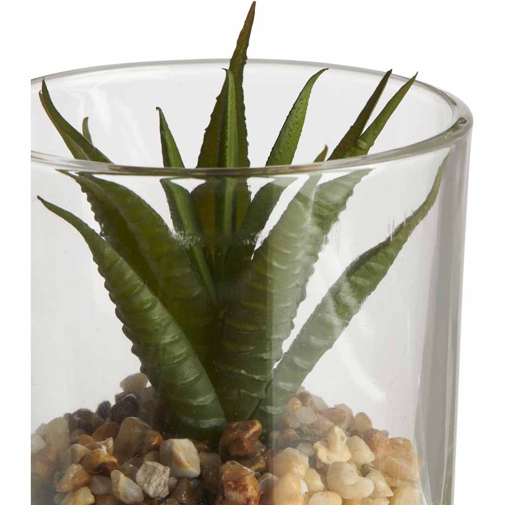 Wilko Mini Succulent in Glass Image 5