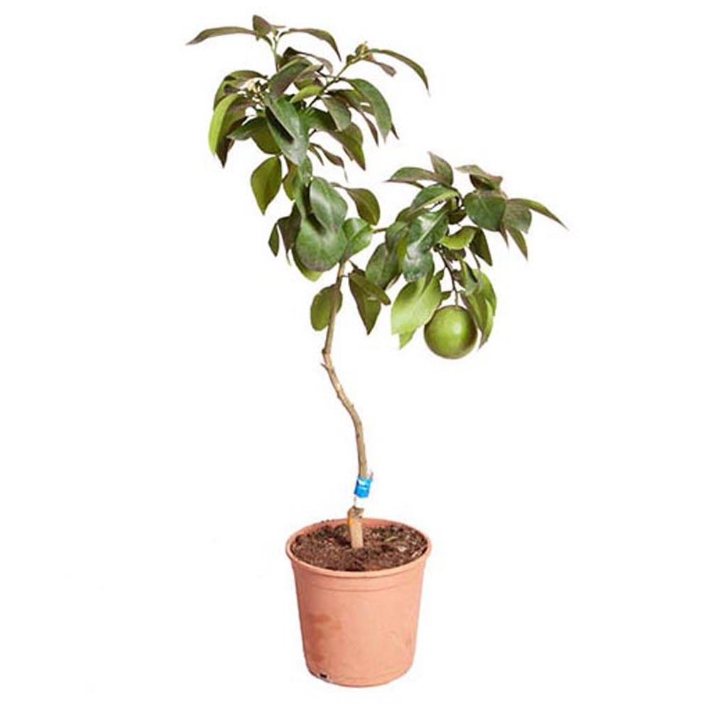 wilko Grapefruit Citrus Tree 6L Pot Image 2