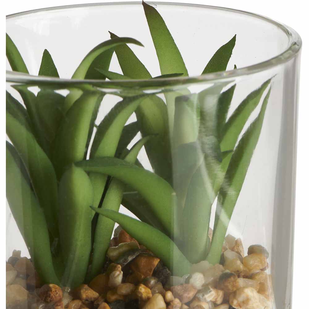 Wilko Mini Succulent in Glass Image 7