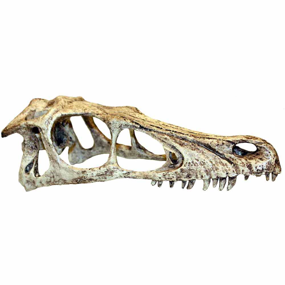 Komodo Small Raptor Skull Image