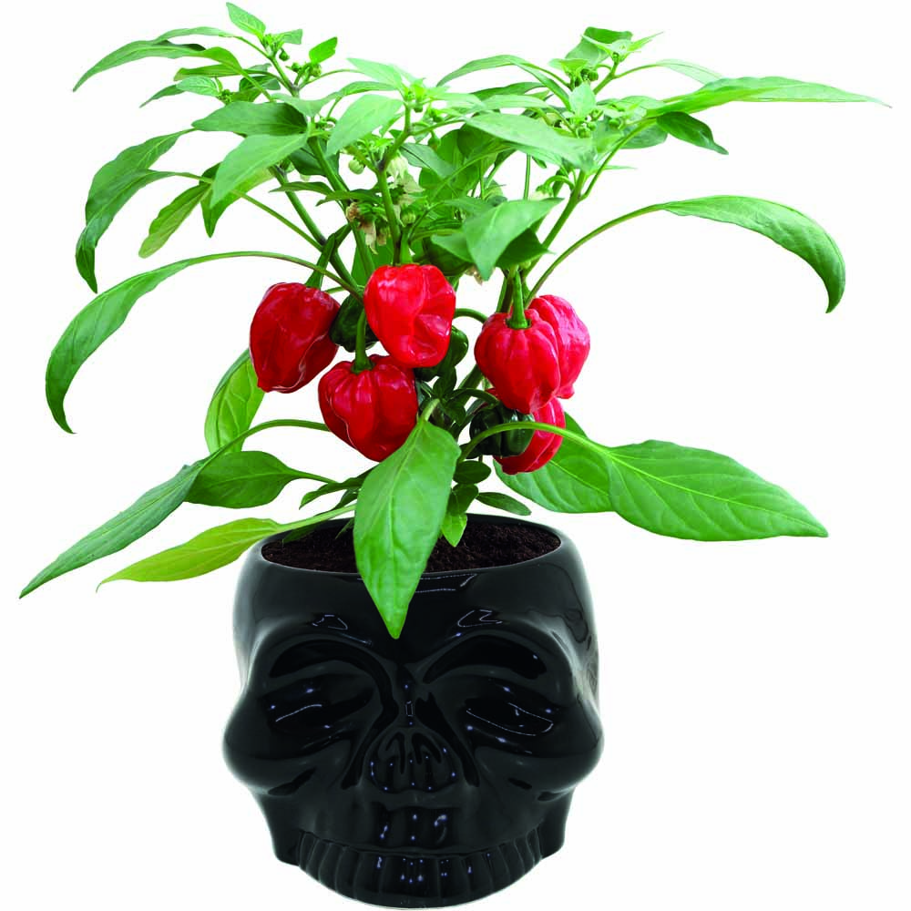 Wilko Christmas Ceramic Black Skull Chilli Kit Image 1