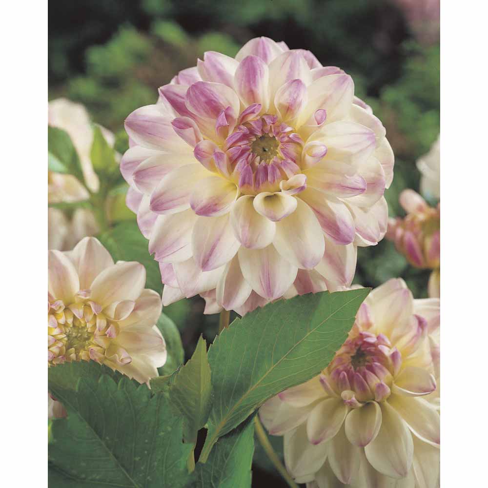 Wilko Dahlia Wittem Spring Planting Bulb 1 pack Image