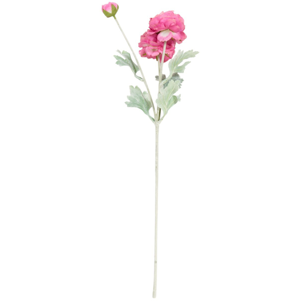 Ranuncula Stem Image 4