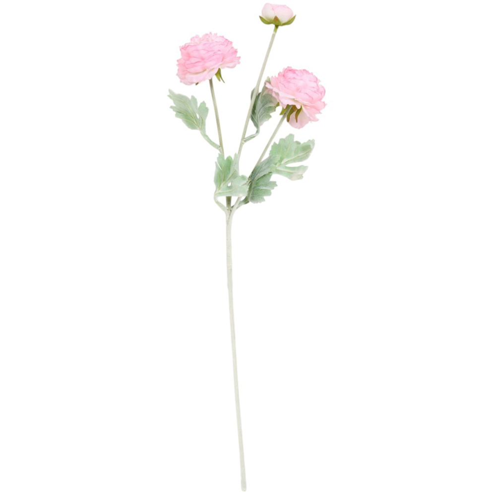 Ranuncula Stem Image 5