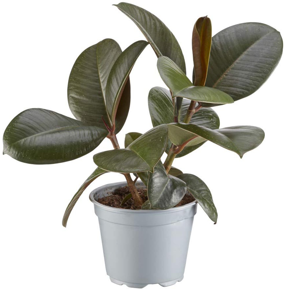 Thompson and Morgan Ficus Indian Rubber Plant Pot 12cm 2 Pack Image 2