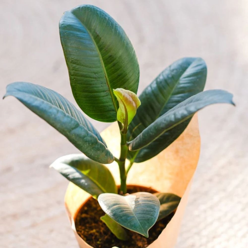 BloomingBritish Ficus Robust Rubber Plant Image 3