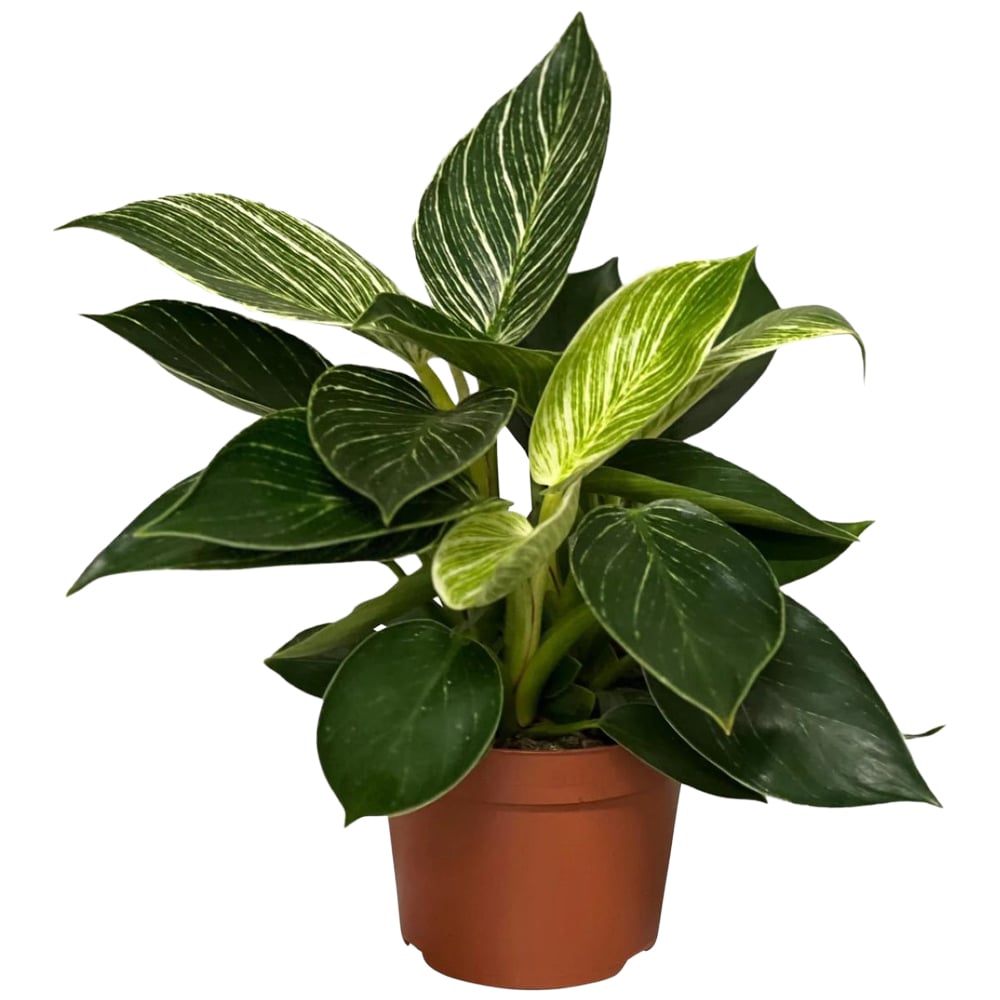 BloomingBritish Philodendron Birkin White Wave Plant Image 2