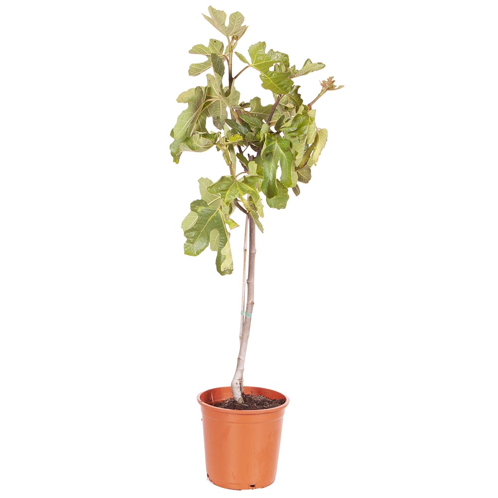 wilko Standard Fig Tree 3L Pot Image 5