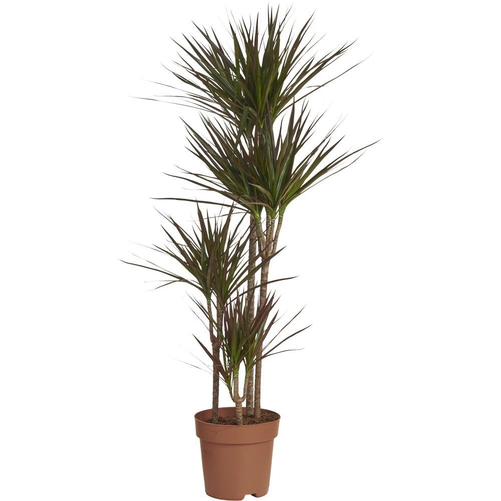 Wilko Dracaena Magenta 4 Cane 130-150cm Image 1